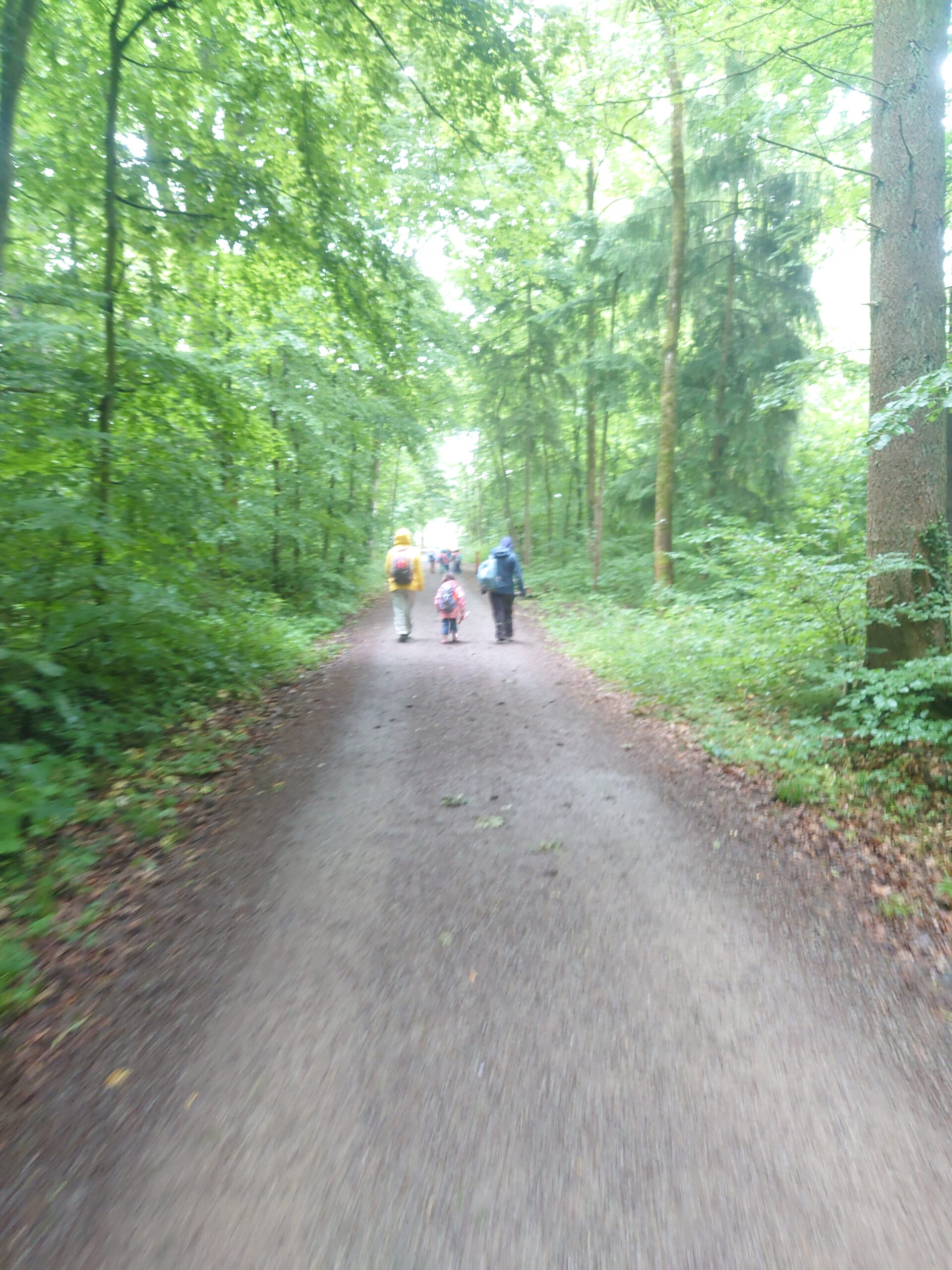 Waldweg in der Umgebung des Waldkindergartens
